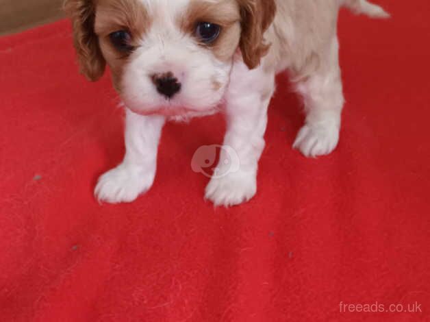 KC registered litter Cavalier King Charles Spaniel Puppies for sale in Chesterfield, Derbyshire - Image 5