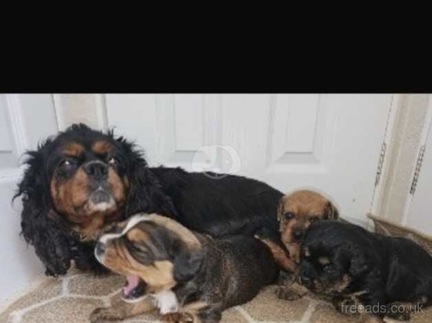 king charles cavalier cross patterdale puppies for sale in Hockley, Cheshire