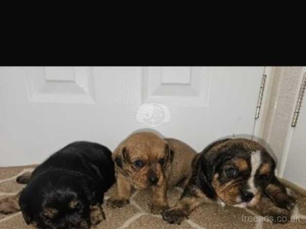 king charles cavalier cross patterdale puppies for sale in Hockley, Cheshire - Image 5