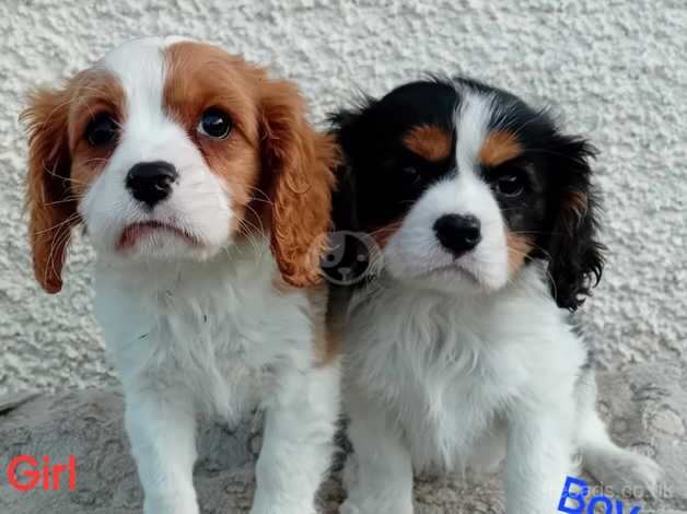 King charles cavalier puppies for sale in Llandysul, Ceredigion