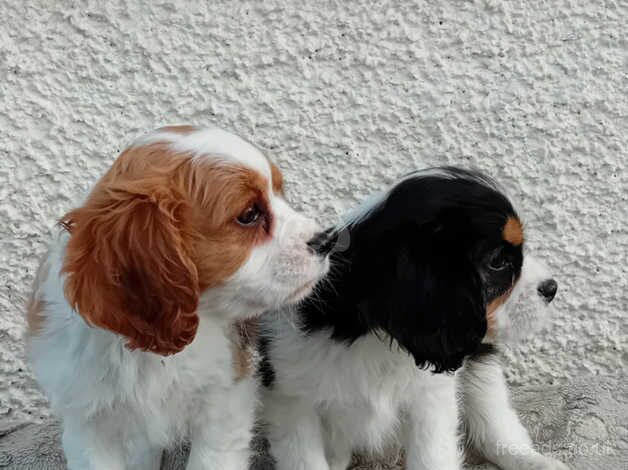 King charles cavalier puppies for sale in Llandysul, Ceredigion - Image 2