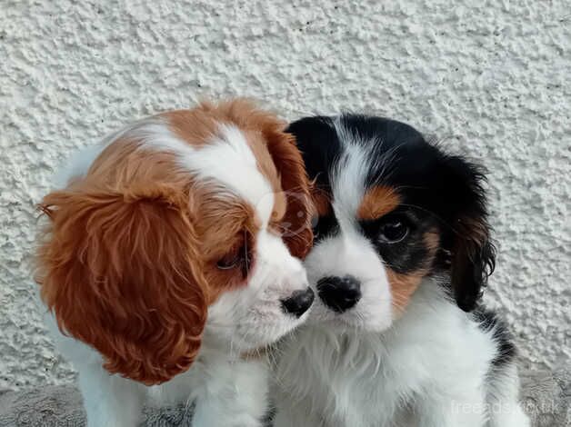 King charles cavalier puppies for sale in Llandysul, Ceredigion - Image 3