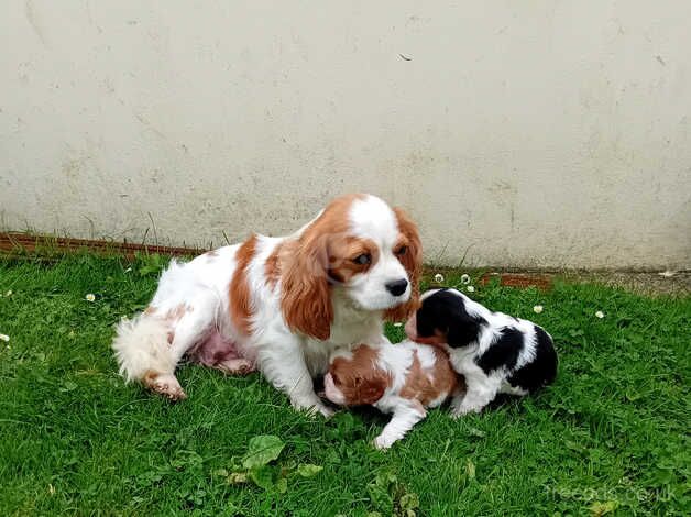 King charles cavalier puppies for sale in Llandysul, Ceredigion - Image 4