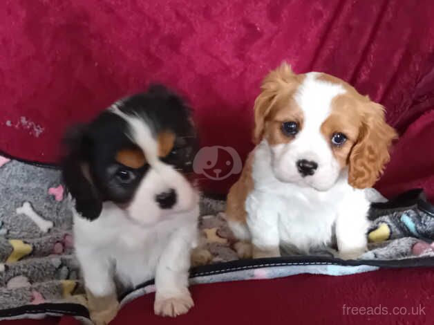 King charles cavalier puppies for sale in Llandysul, Ceredigion - Image 5