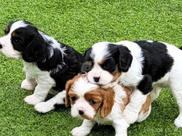 King Charles Spaniel Puppies For Sale Under £1,000