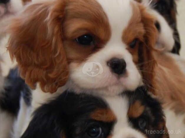 Cavalier King Charles Spaniels for sale in Nottingham, Nottinghamshire