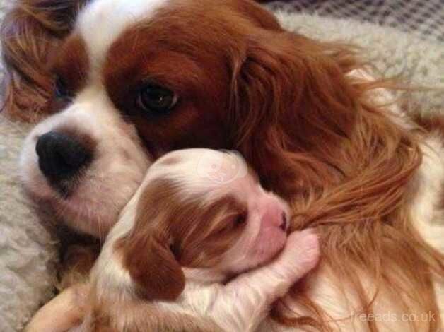 King Charles Spaniel Puppies for sale in Nottinghamshire