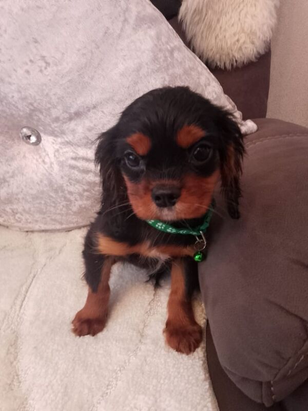 King Charles puppy for sale in Londonderry, County Londonderry