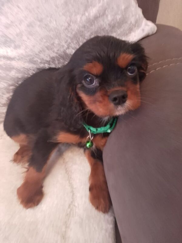 King Charles puppy for sale in Londonderry, County Londonderry - Image 2