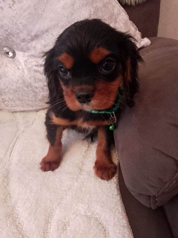 King Charles puppy for sale in Londonderry, County Londonderry - Image 3