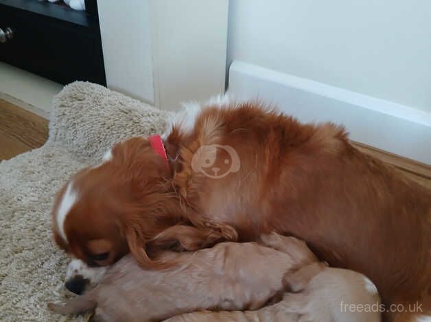 King Charles pups for sale in Wolverhampton, West Midlands - Image 1