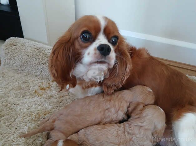 King Charles pups for sale in Wolverhampton, West Midlands - Image 2