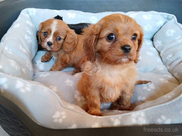 King Charles pups for sale in Wolverhampton, West Midlands - Image 4