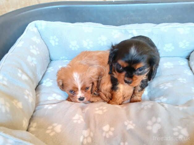 King Charles pups for sale in Wolverhampton, West Midlands - Image 5