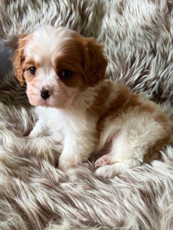 LOVELY CAVALIER KING CHARLES SPANIEL BOYS! for sale in Radcliffe, Greater Manchester