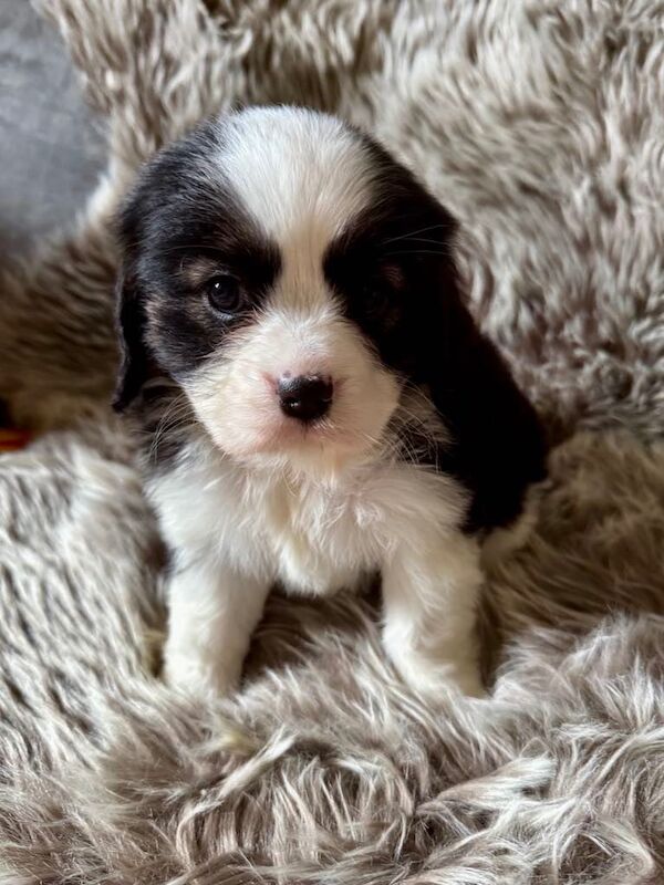 LOVELY CAVALIER KING CHARLES SPANIEL BOYS! for sale in Radcliffe, Greater Manchester - Image 2