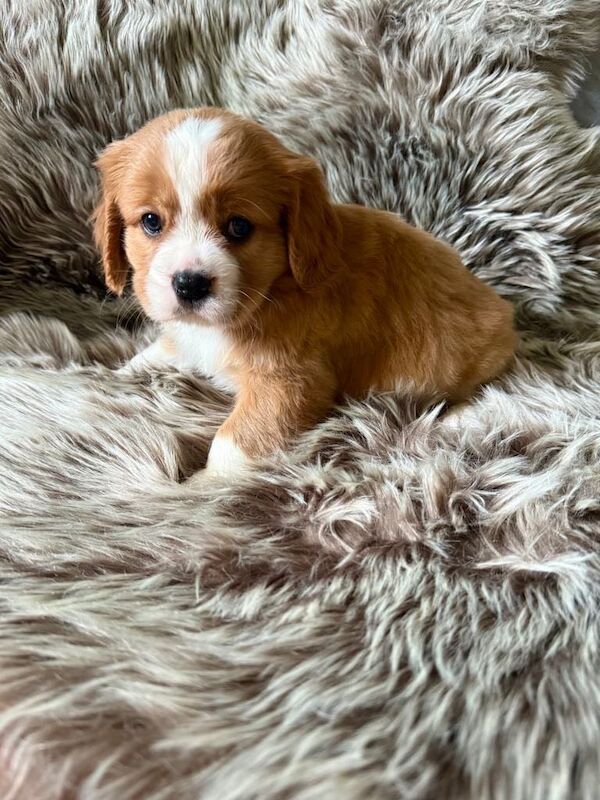 LOVELY CAVALIER KING CHARLES SPANIEL BOYS! for sale in Radcliffe, Greater Manchester - Image 3