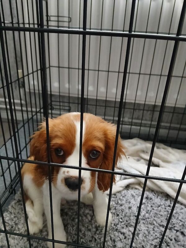 Male Cavalier king charles puppy for sale in Old Trafford, Greater Manchester