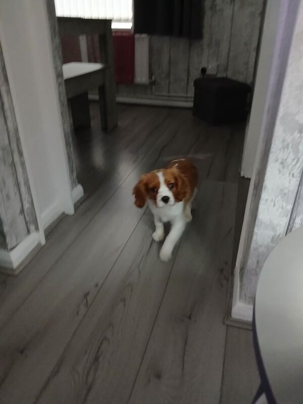 Male Cavalier king charles puppy for sale in Old Trafford, Greater Manchester - Image 2