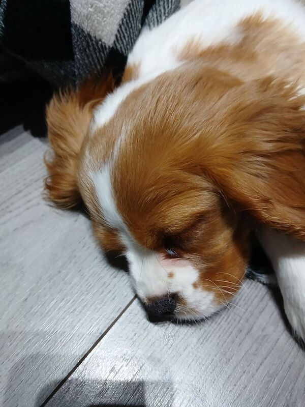 Male Cavalier king charles puppy for sale in Old Trafford, Greater Manchester - Image 3