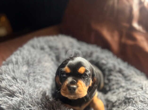 Outstanding 3/4 Cavalier King Charles Spaniel pups. for sale in Petersfield, Hampshire - Image 3