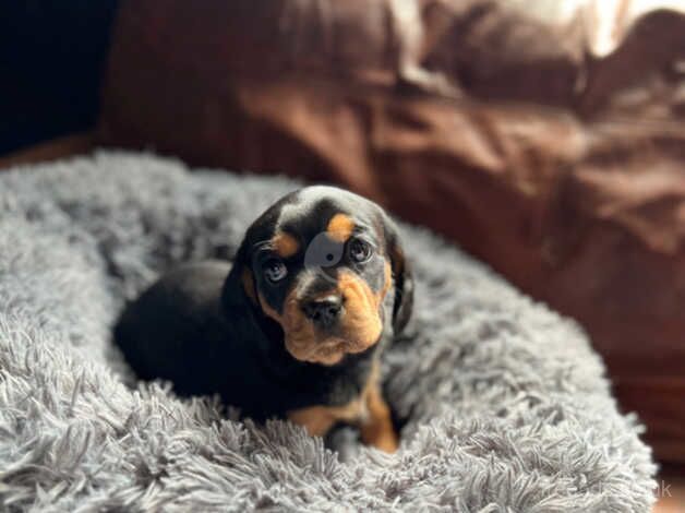 Outstanding 3/4 Cavalier King Charles Spaniel pups. for sale in Petersfield, Hampshire - Image 5