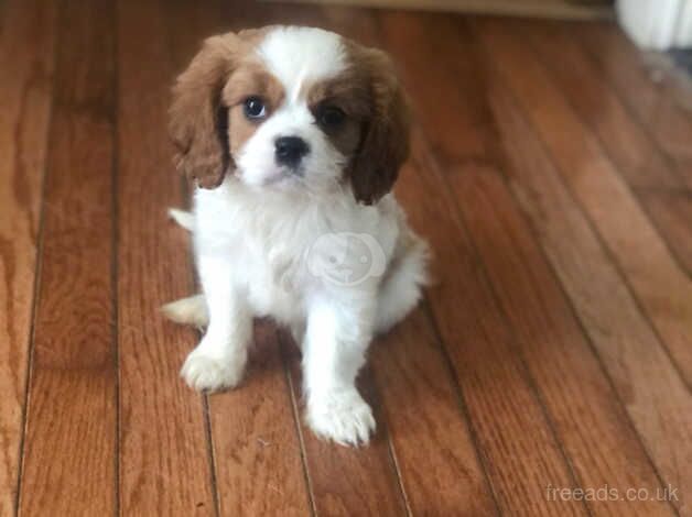 Quality cavalier King Charles spaniel boy puppy for sale in Rowlands Gill, Tyne and Wear - Image 1