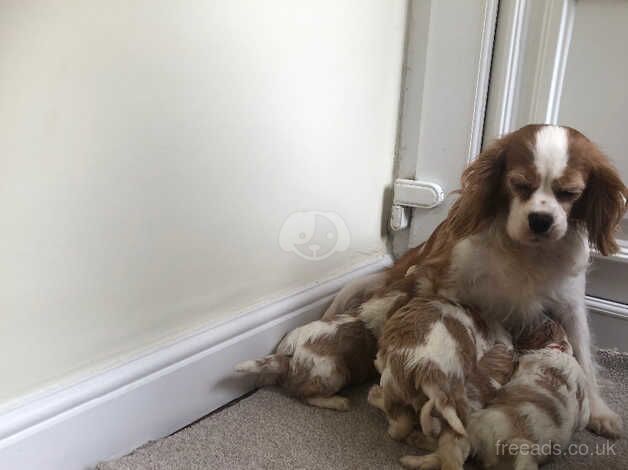 Quality cavalier King Charles spaniel boy puppy for sale in Rowlands Gill, Tyne and Wear - Image 4