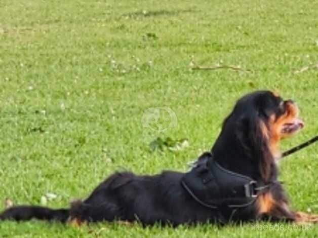 Rare Chocolate carrier Black and tan male for sale in Newport