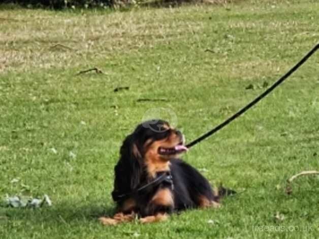 Rare Chocolate carrier Black and tan male for sale in Newport - Image 2