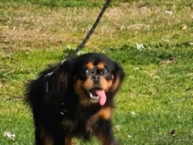 Rare Chocolate carrier Black and tan male for sale in Newport - Image 4