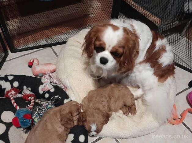 Ruby cavalier King Charles Spaniels puppies for sale in Burnley, Lancashire - Image 1