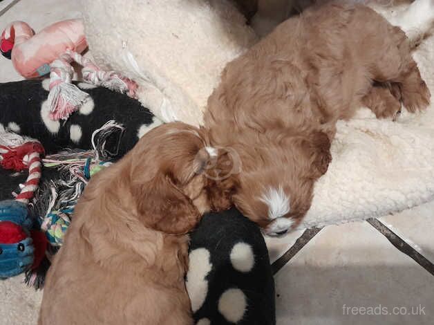 Ruby cavalier King Charles Spaniels puppies for sale in Burnley, Lancashire - Image 2