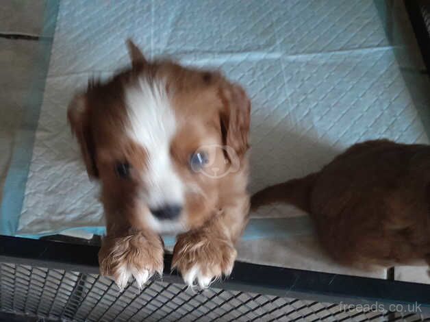 Ruby cavalier King Charles Spaniels puppies for sale in Burnley, Lancashire - Image 5