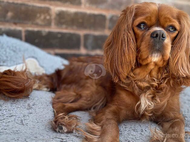 Ruby girl for sale in Newark, Nottinghamshire - Image 1