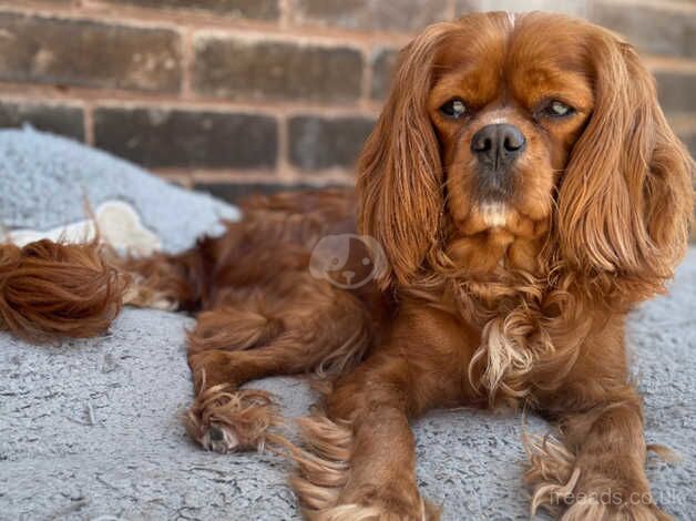 Ruby girl for sale in Newark, Nottinghamshire - Image 3