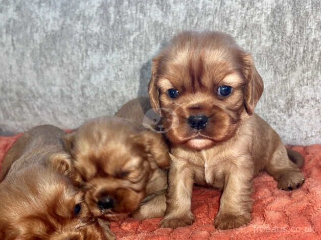 Ruby King Charles Cavalier for sale in Maldon, Essex