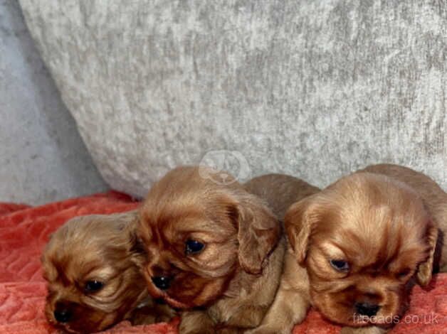 Ruby King Charles Cavalier for sale in Maldon, Essex - Image 3