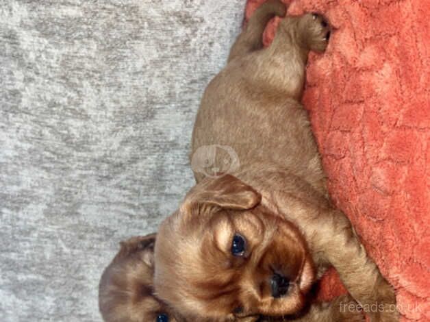 Ruby King Charles Cavalier for sale in Maldon, Essex - Image 4