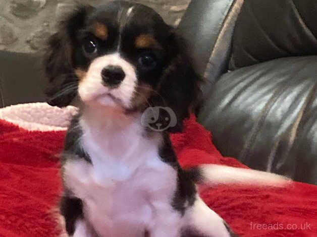 Stunning cavalier girl for sale in Llandovery/Llanymddyfri, Carmarthenshire