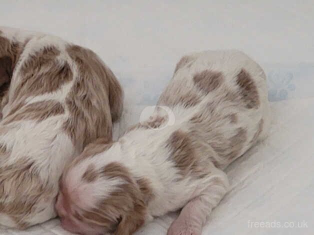 Stunning Cavalier King Charles puppies available from License breeder. for sale in Swindon, Staffordshire - Image 2