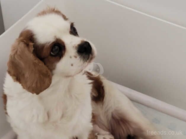 Stunning Cavalier King Charles puppies available from License breeder. for sale in Swindon, Staffordshire - Image 5