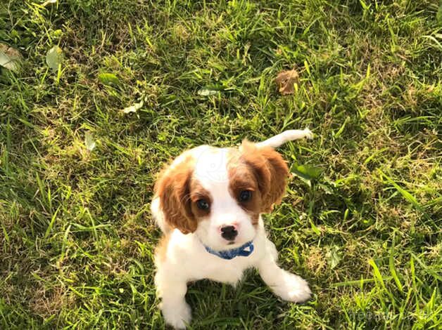 Stunning cavalier King Charles puppy for sale in Carmarthen/Caerfyrddin, Carmarthenshire