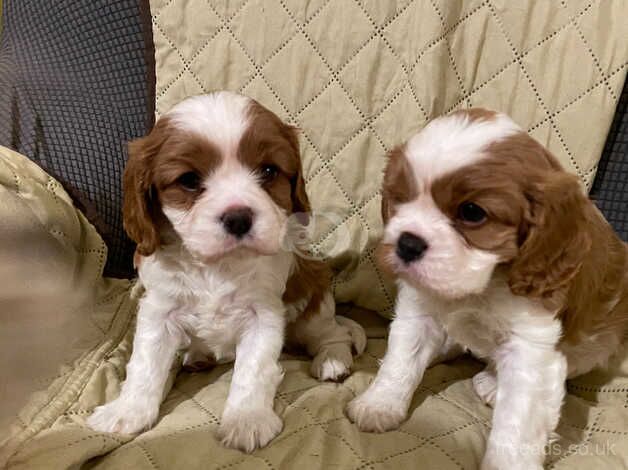 STUNNING CAVALIER KING CHARLES SPANIEL PUPPIES for sale in Gainsborough, Lincolnshire