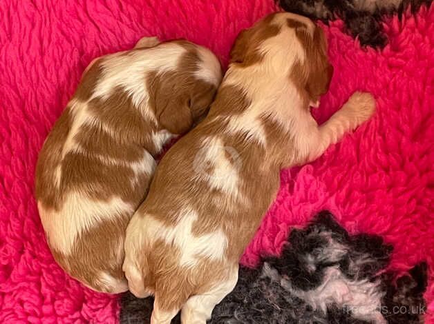 STUNNING CAVALIER KING CHARLES SPANIEL PUPPIES for sale in Gainsborough, Lincolnshire - Image 2