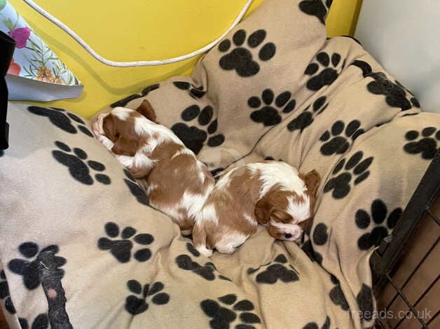 STUNNING CAVALIER KING CHARLES SPANIEL PUPPIES for sale in Gainsborough, Lincolnshire - Image 4