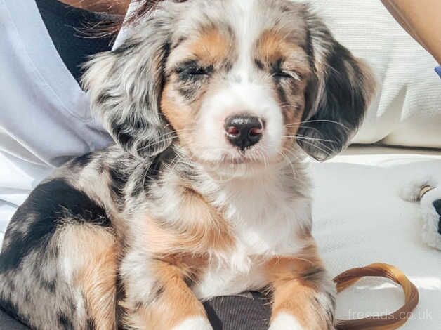 Stunning KC Cavalier King Charles puppies for sale in Oxford, Oxfordshire