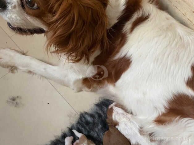 Stunning KC Cavalier King Charles puppies for sale in Oxford, Oxfordshire - Image 2