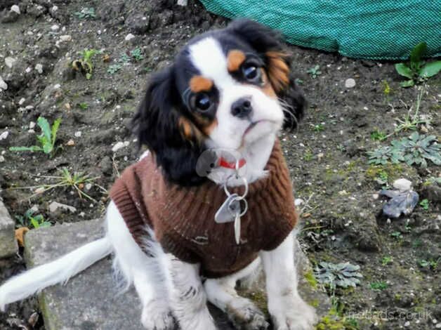 Stunning KC Cavalier King Charles puppies for sale in Oxford, Oxfordshire - Image 3