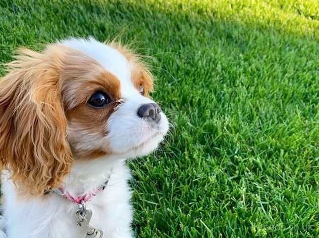 Stunning KC Cavalier King Charles puppies for sale in Oxford, Oxfordshire - Image 4